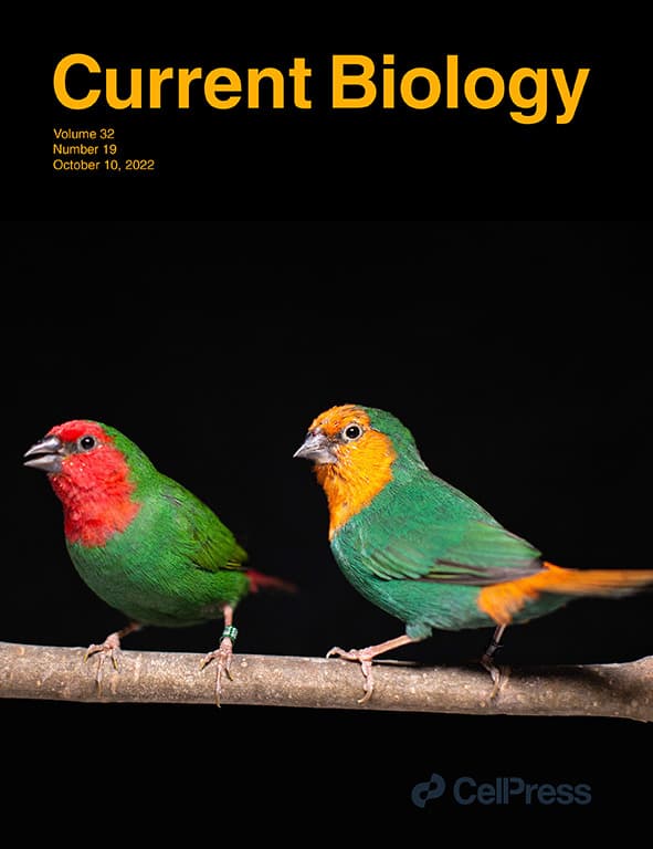 A mechanism for red coloration in vertebrates - International