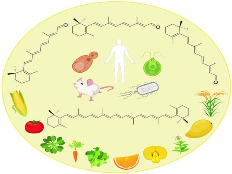 2025 Gordon Research Conference on Carotenoids International